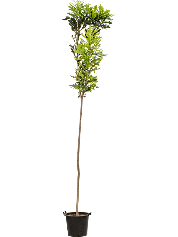 Stenocarpus sinuatus