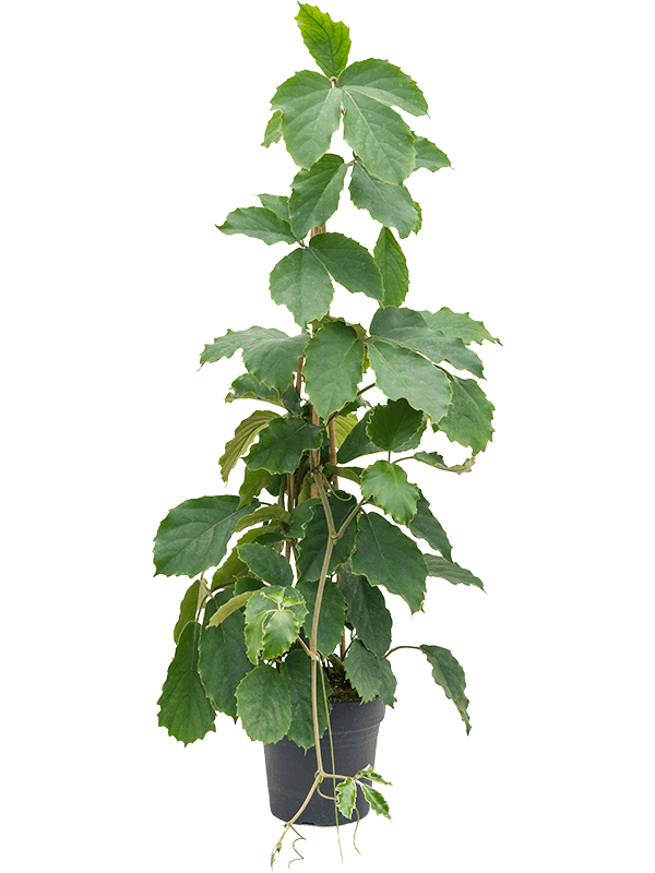 Tetrastigma voinierianum