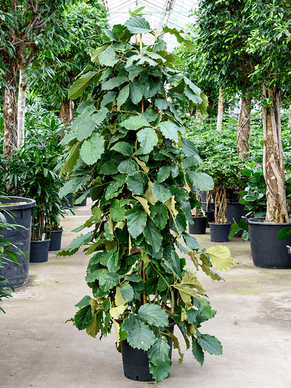 Tetrastigma voinierianum
