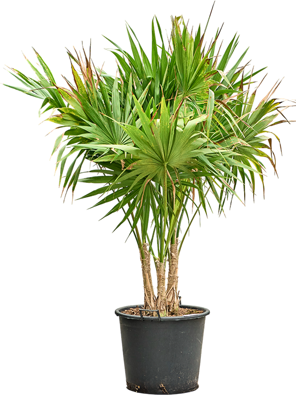 Thrinax radiata