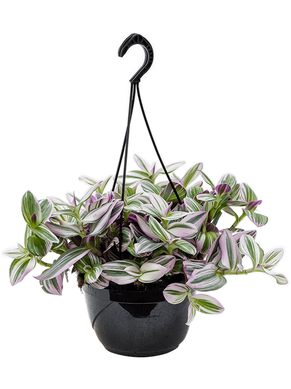 Tradescantia albiflora 'Nanouk'