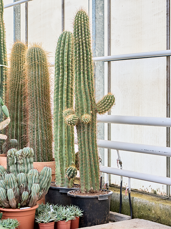 Trichocereus terschechii (220-240)