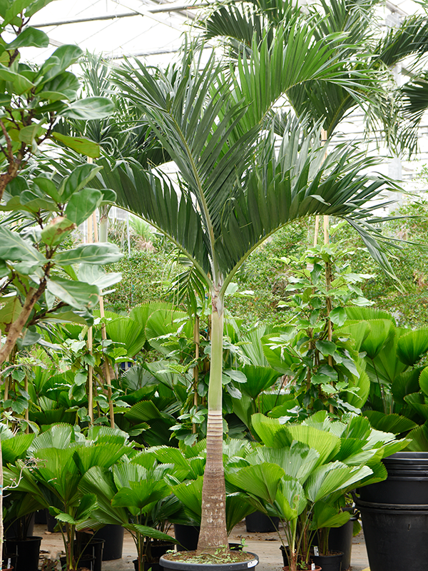 Veitchia (Adonidia) merrillii