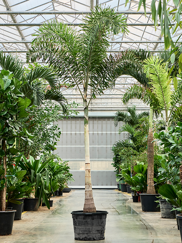 Wodyetia bifurcata (380-450)