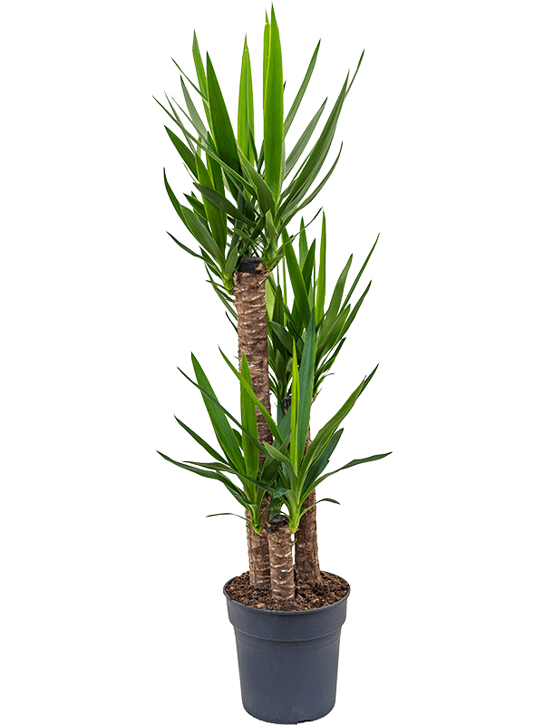Yucca elephantipes