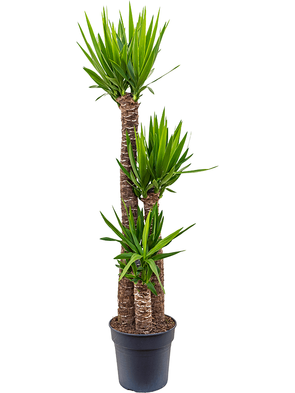 Yucca elephantipes
