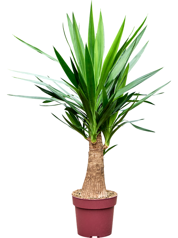 Yucca elephantipes