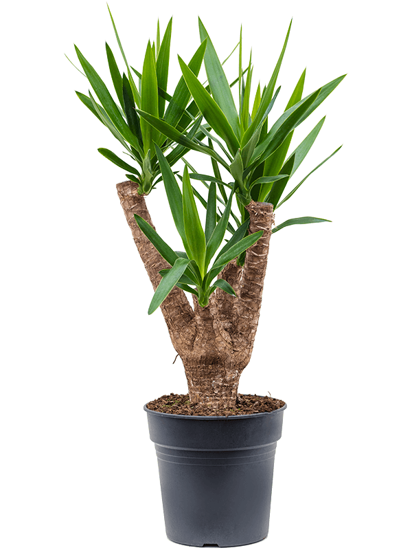 Yucca elephantipes