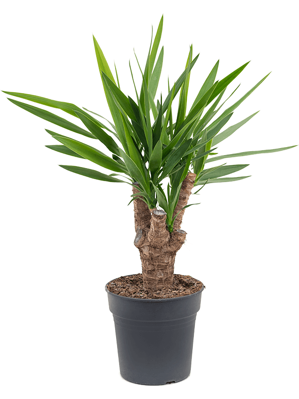 Yucca elephantipes