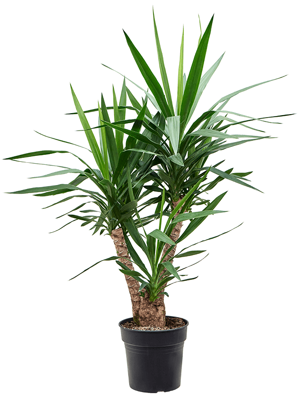 Yucca elephantipes
