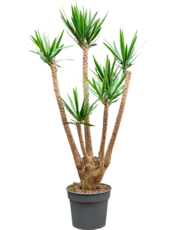 Yucca elephantipes