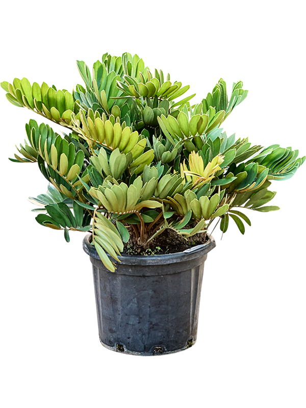 Zamia furfuracea (80-100)