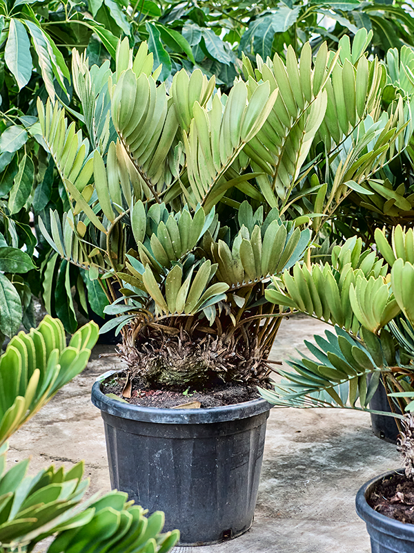 Zamia furfuracea (120-150)