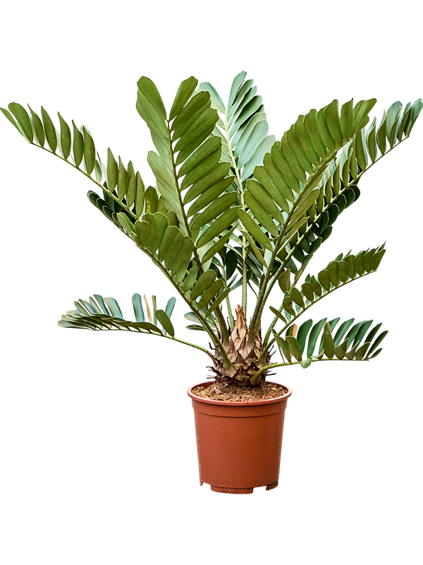 Zamia furfuracae