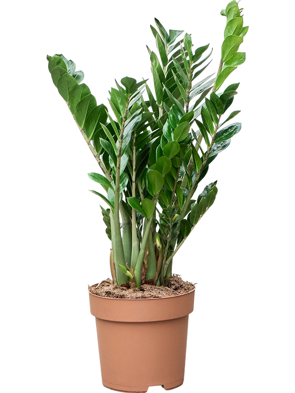 Zamioculcas zamiifolia