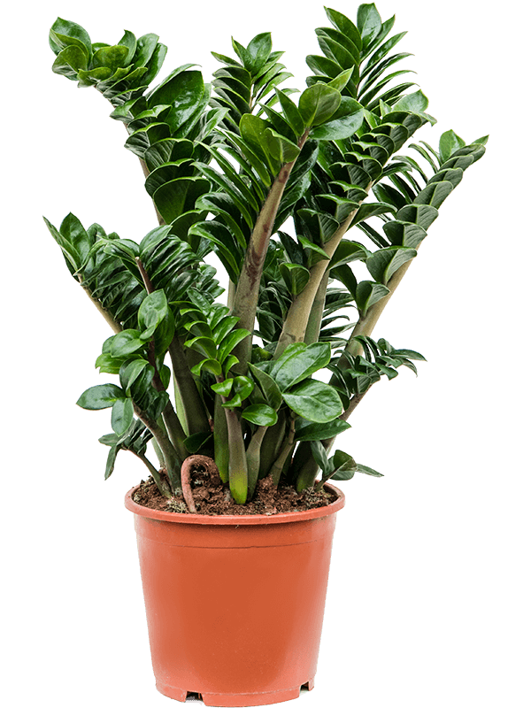 Zamioculcas zamiifolia 'Zenzi'