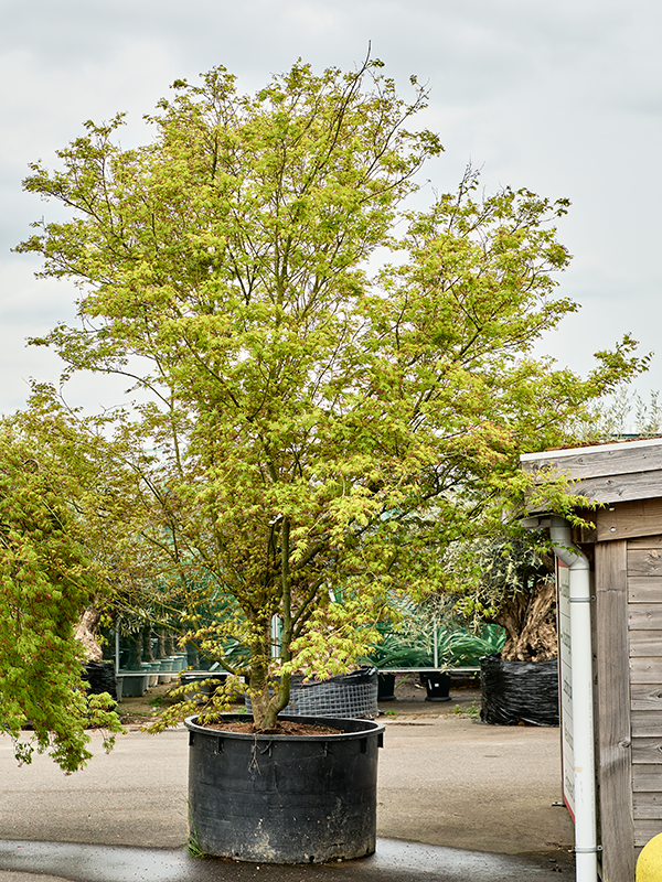 Acer pal. 'Asahi Zuru'