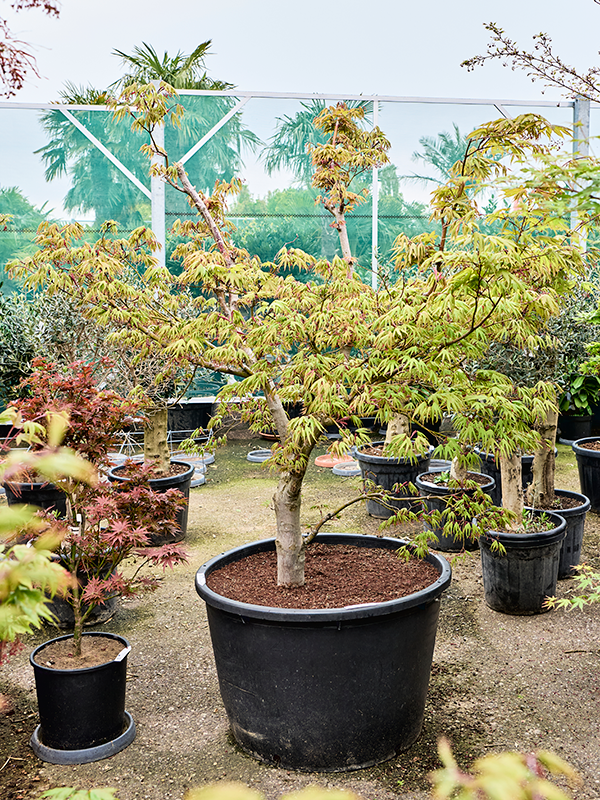 Acer pal. 'Bloodgood'