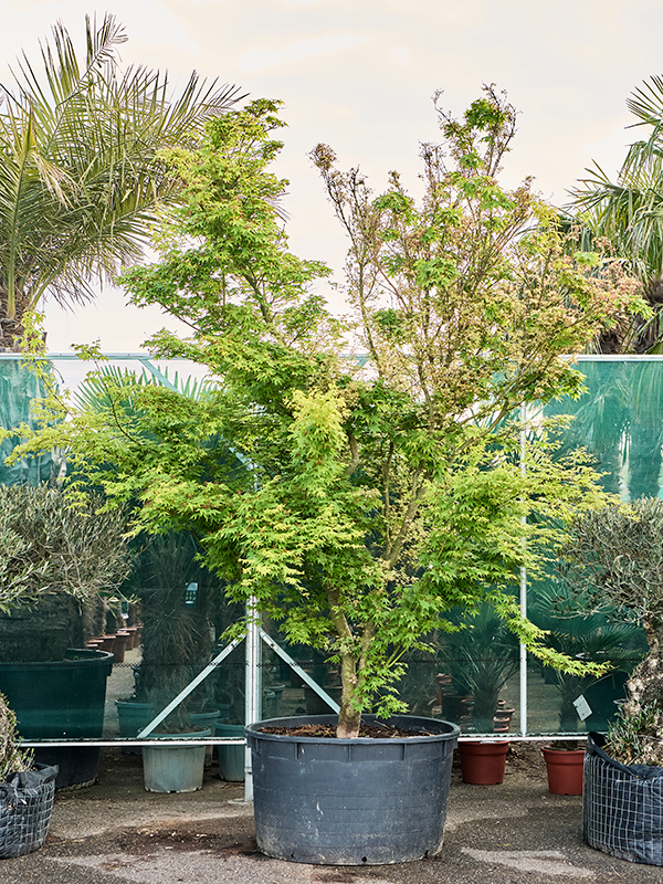 Acer pal. 'Butterfly'