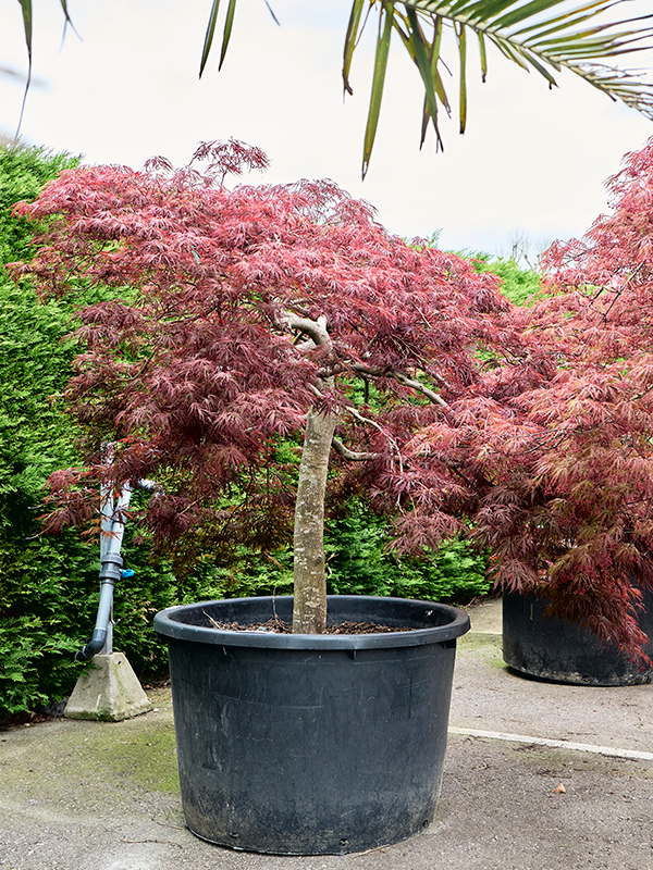 Acer pal. diss 'Crimson Queen'