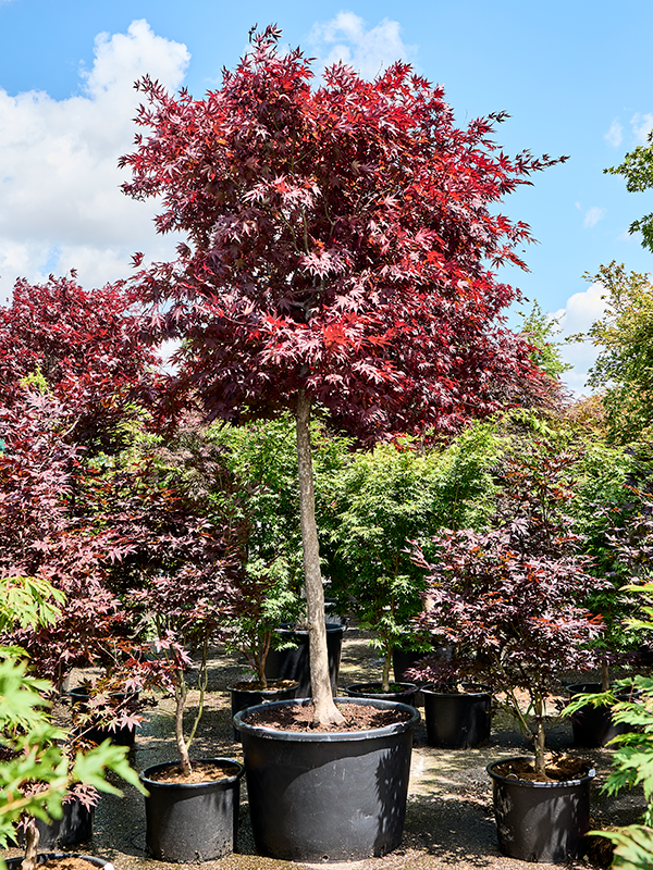 Acer pal. 'Fire Glow' (300-350)
