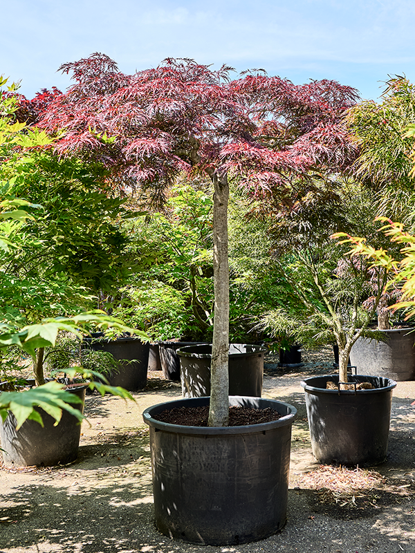 Acer pal. diss. 'Garnet'