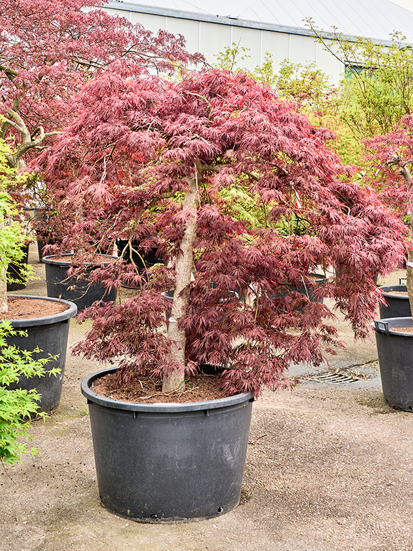 Acer pal. diss. 'Garnet'