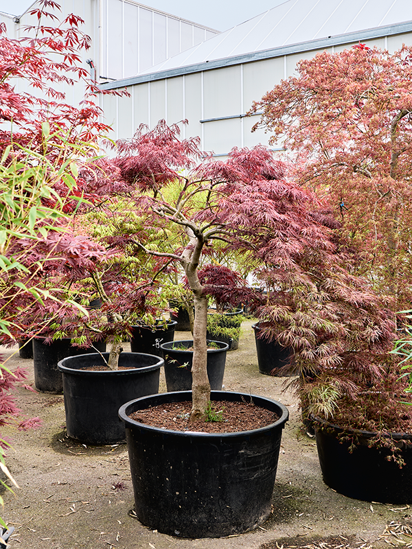 Acer pal. diss. 'Garnet'