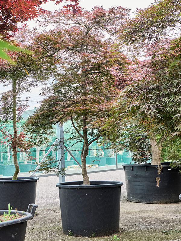 Acer pal. diss. 'Garnet'