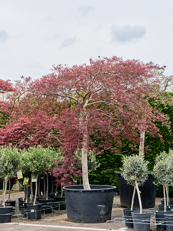 Acer pal. diss. 'Garnet'