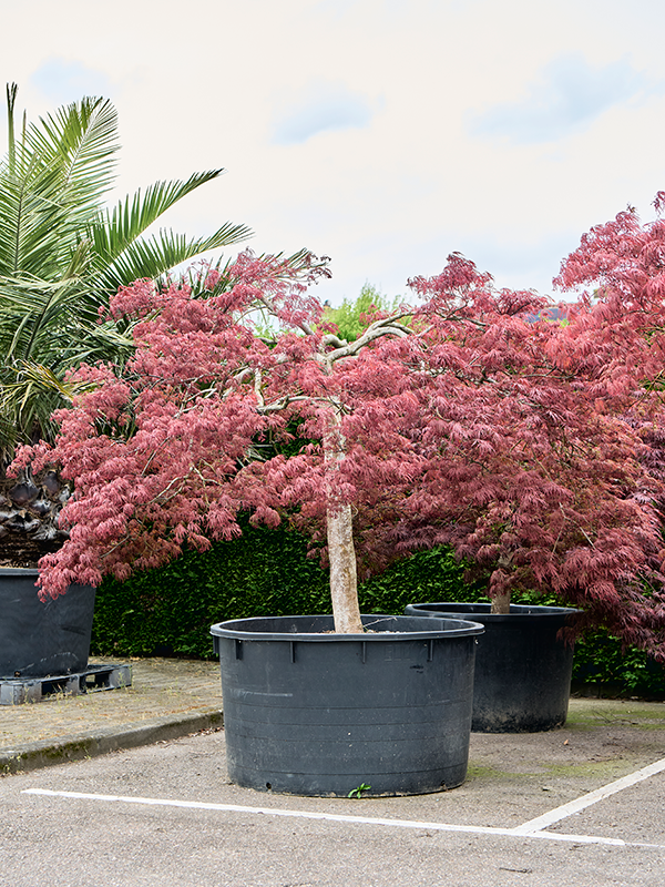 Acer pal. diss. 'Garnet'