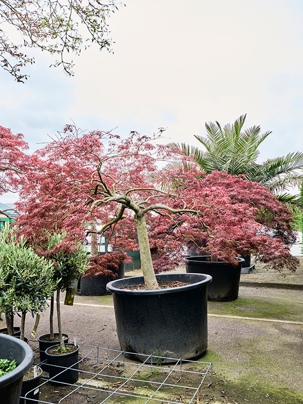 Acer pal. diss. 'Garnet'