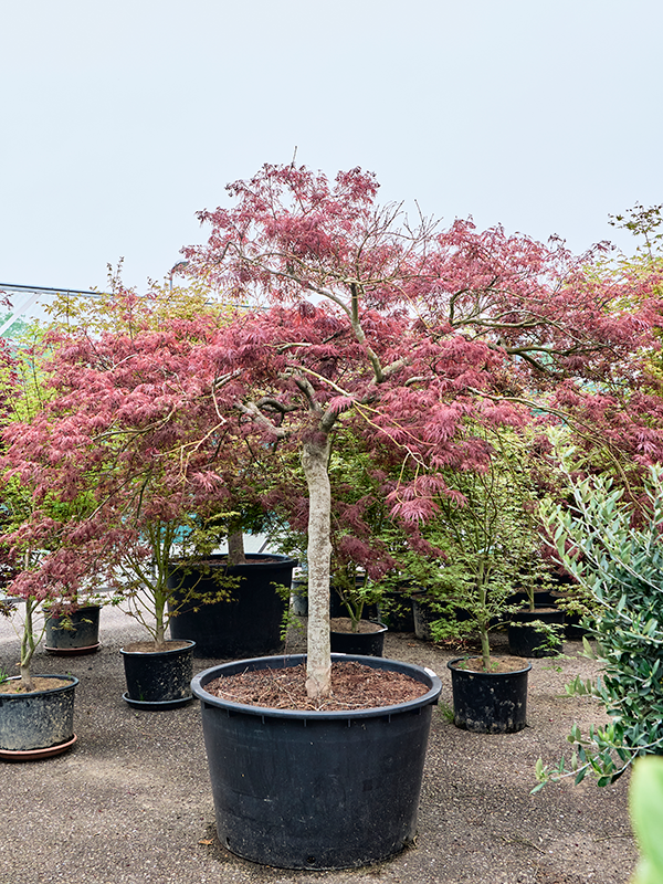 Acer pal. diss. 'Garnet'