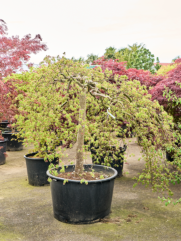 Acer pal. diss. 'Green Lace'