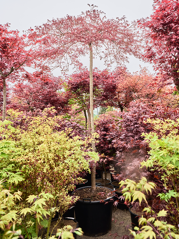 Acer pal. diss. 'Inaba-shidare'