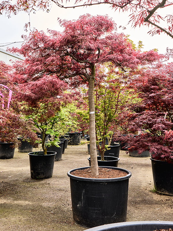 Acer pal. diss. 'Inaba-shidare'