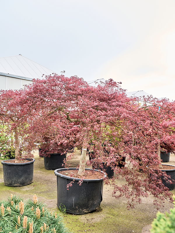 Acer pal. diss. 'Inaba-shidare'
