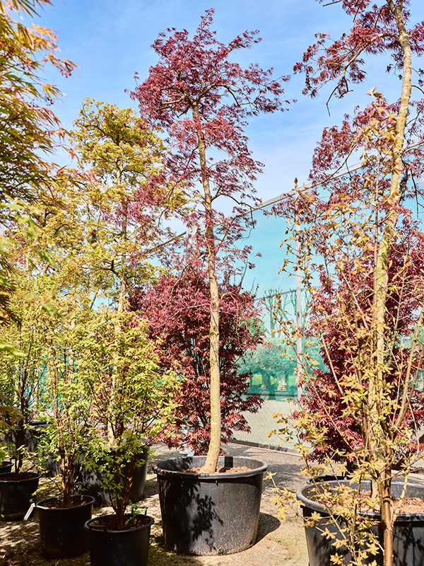 Acer pal. diss. 'Inaba-shidare' (380-420)