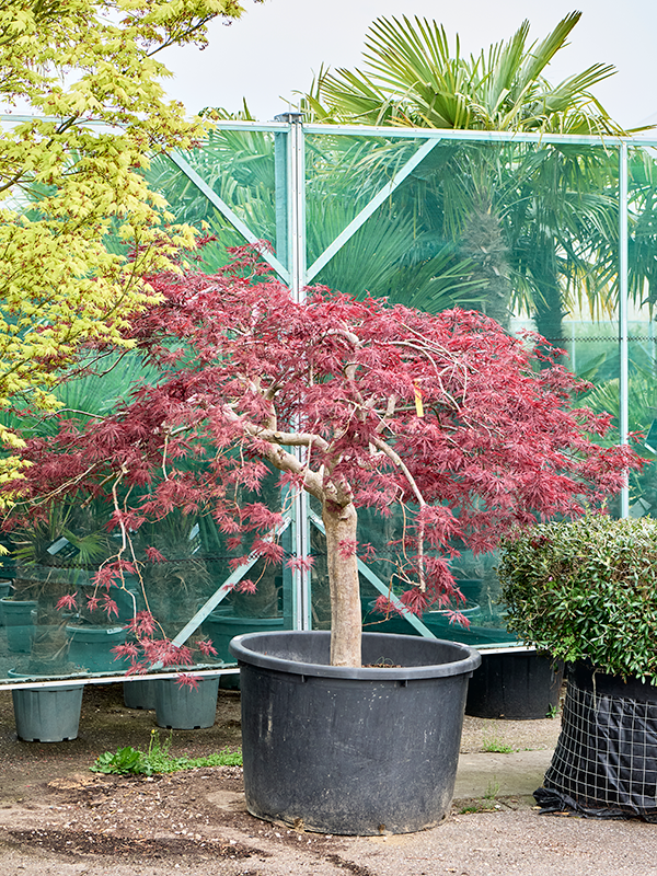 Acer pal. diss. 'Inaba-shidare'