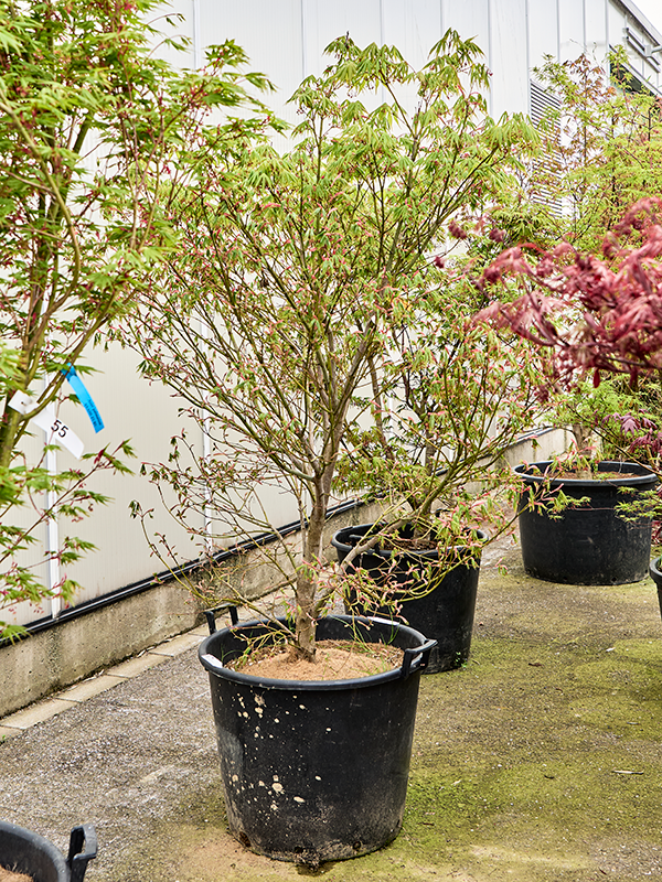 Acer pal. 'Kogane Nishiki'