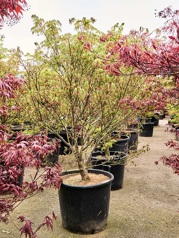 Acer pal. 'Kogane Nishiki'