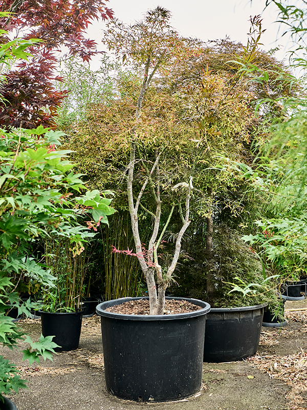 Acer pal. 'Koto-No-Ito'