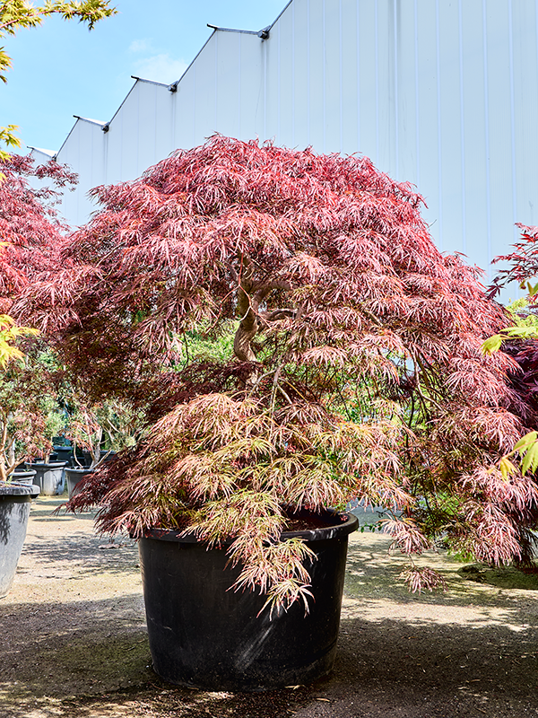 Acer pal. diss. 'Ornatum'