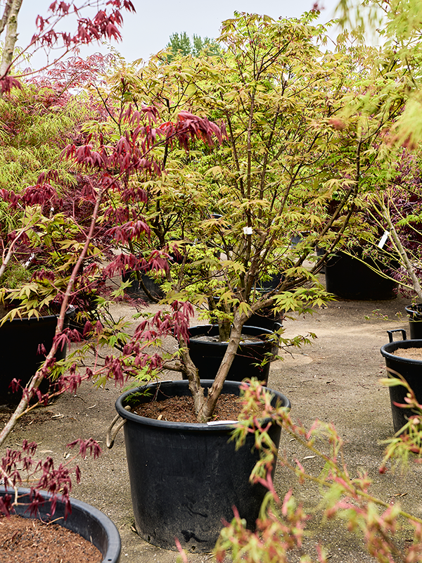Acer pal. 'Osakazuki'