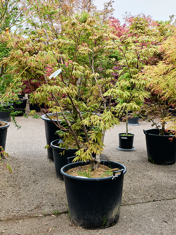 Acer pal. 'Osakazuki'
