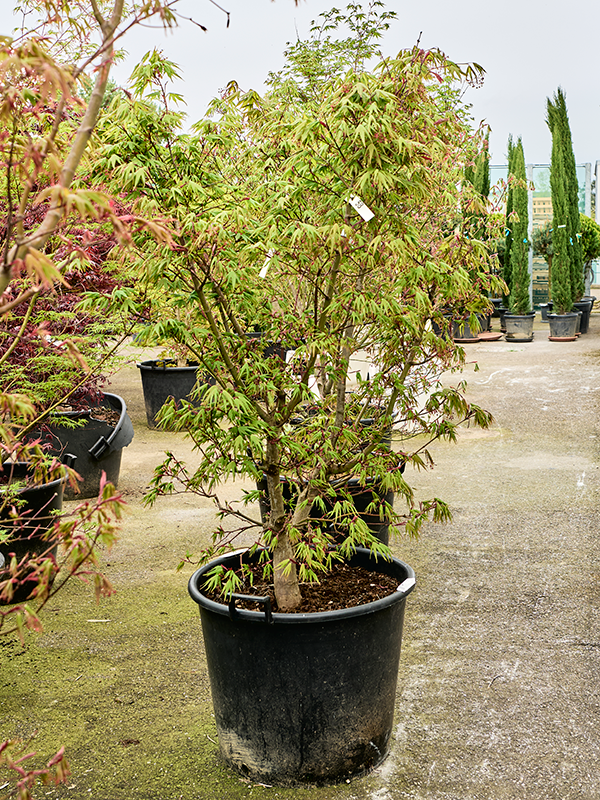 Acer pal. 'Osakazuki'