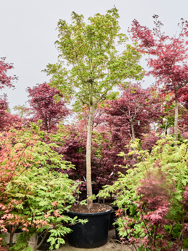 Acer pal. 'Green'