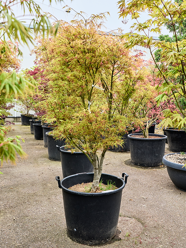 Acer pal. 'Linearilobum' (200-260)