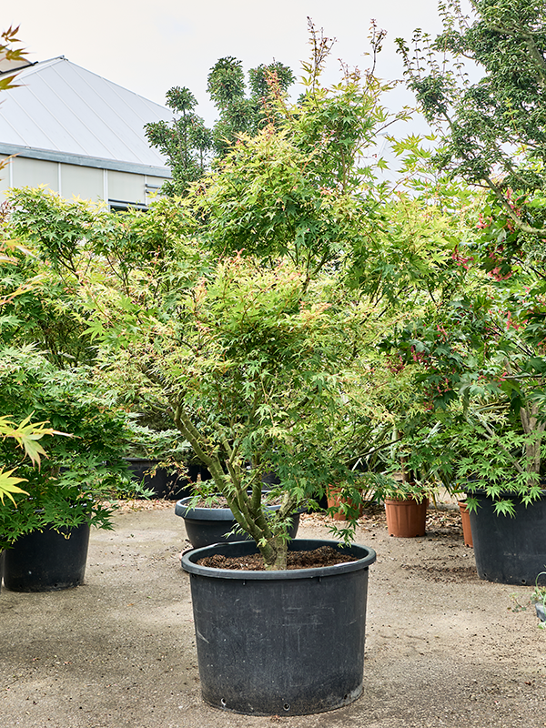 Acer pal. 'Polymorphum'