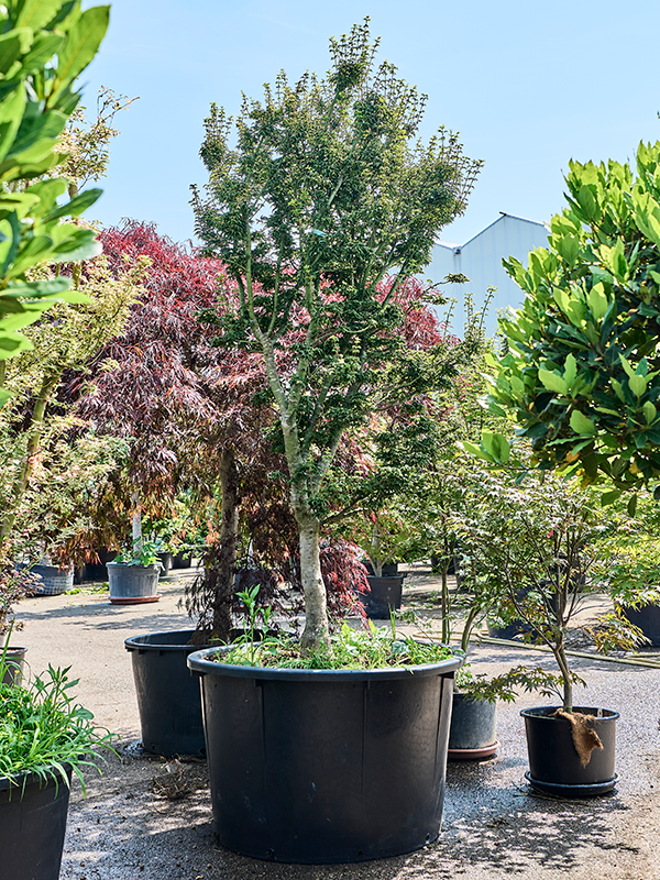 Acer pal. 'Shishigashira'